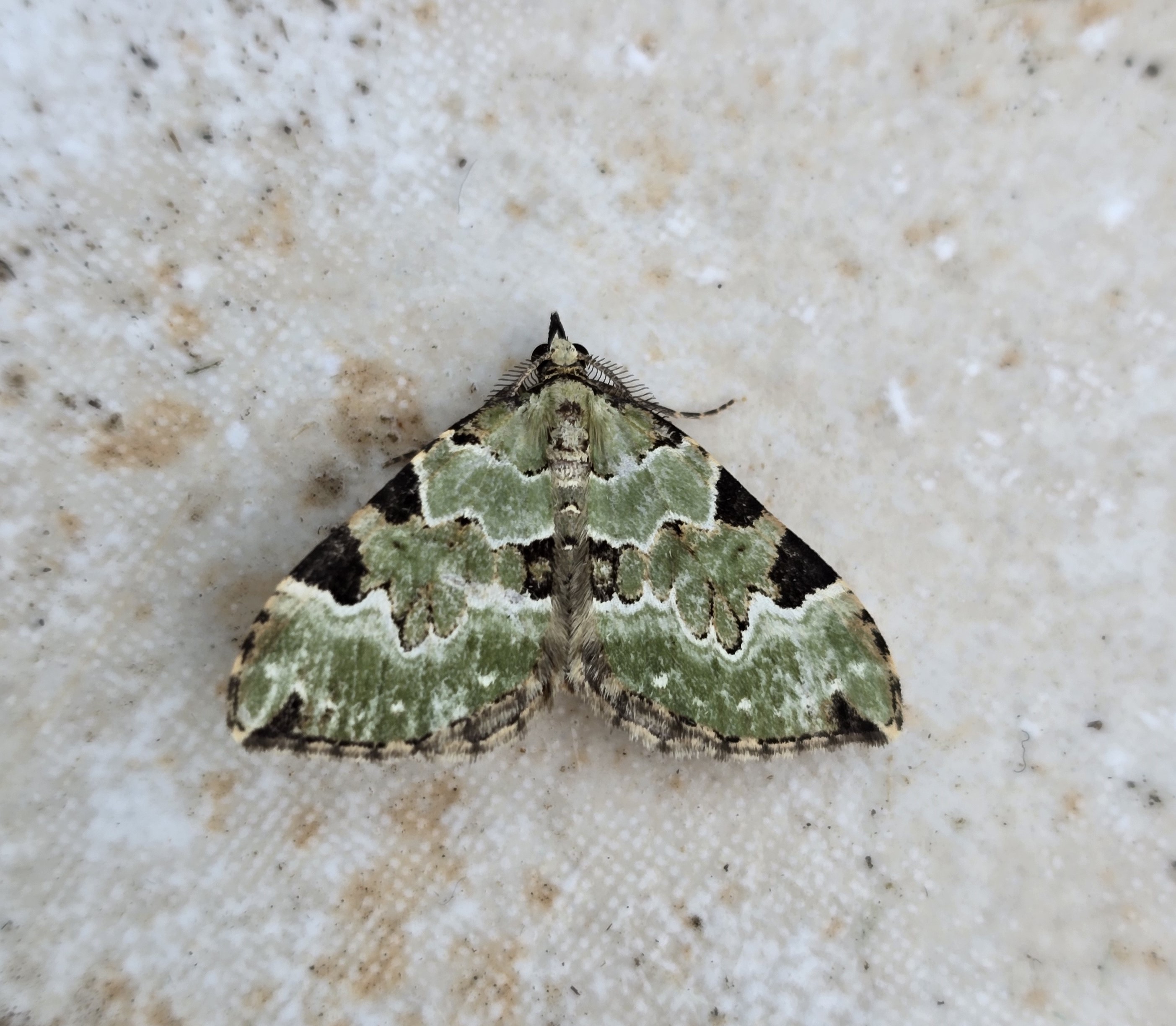 Photo of Green Carpet (Colostygia pectinataria)